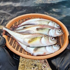 제철 이스방  햇 알도루묵(도룩묵 구이, 도루묵조림)